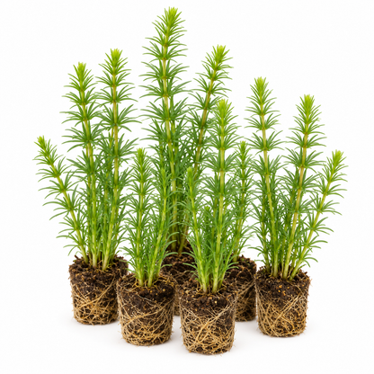 Cola De Caballo - Hippuris Vulgaris - 12 Plantas_0