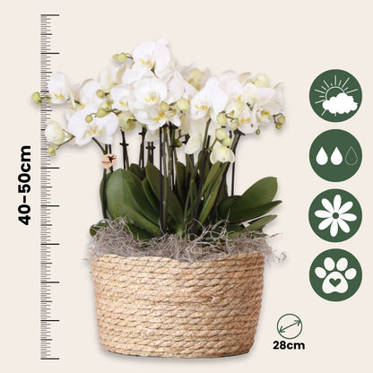 Orquídea En Cesta Blanca - Phalaenopsis - Altura 40–50cm - ⌀28cm_2