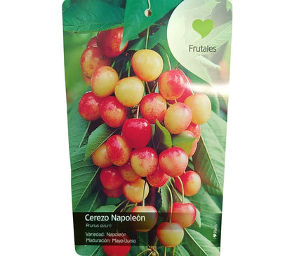 Cerezo Napoleón M22 150cm_1