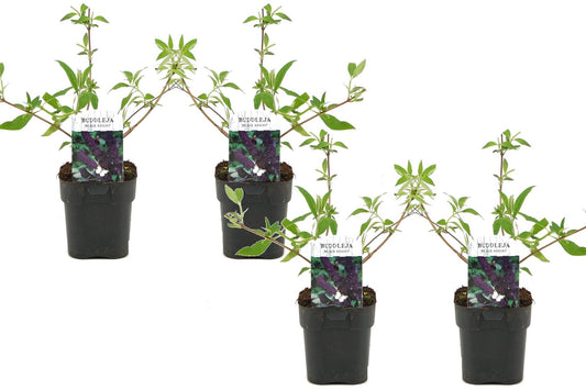 Budleia - 4 Pzs - Buddleja Davidii 'black Knight' - Altura 30-40cm - ⌀17cm_0