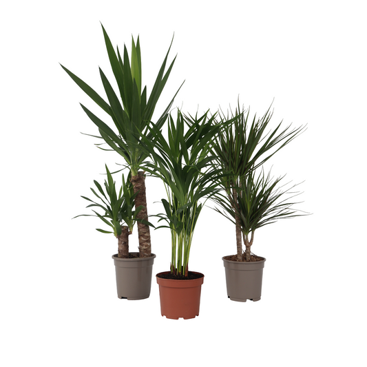 Conjunto De Palmeras De Interior - 3 Pzs - Indoor Palmmix Xl - A70-90cm - ⌀17cm_0