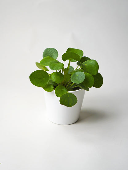 Pilea Peperomioides | Altura 25cm - Maceta 12cm