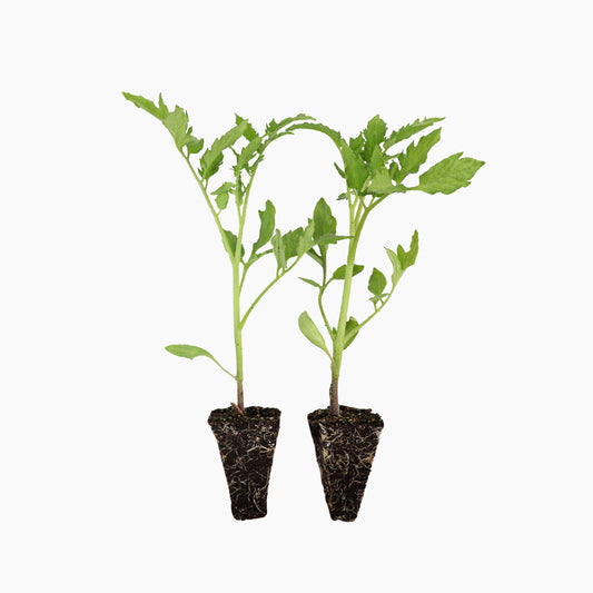 Plantón Tomate Pera Rastrero 2 Unidades - Plantabo_0