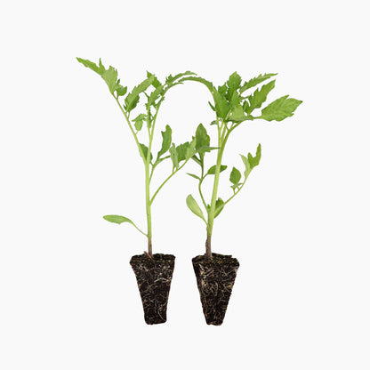 Plantón Tomate Pera Rastrero 6 Unidades - Plantabo_0