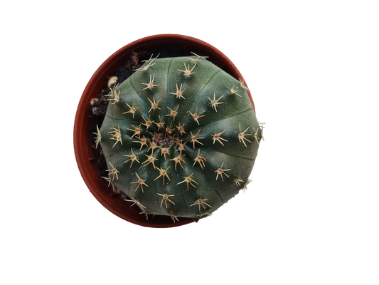 Gymnocalycium Stellatum Planta Suculenta Cactus Ø5_0