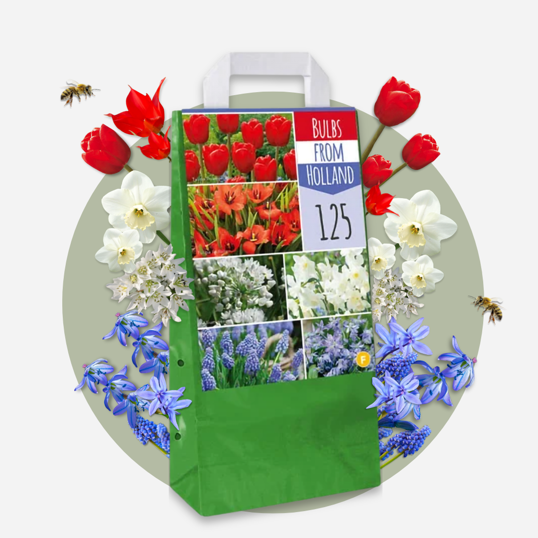 Bulbos De Holanda Nj - 125 Pzs - Bulbos De Flores