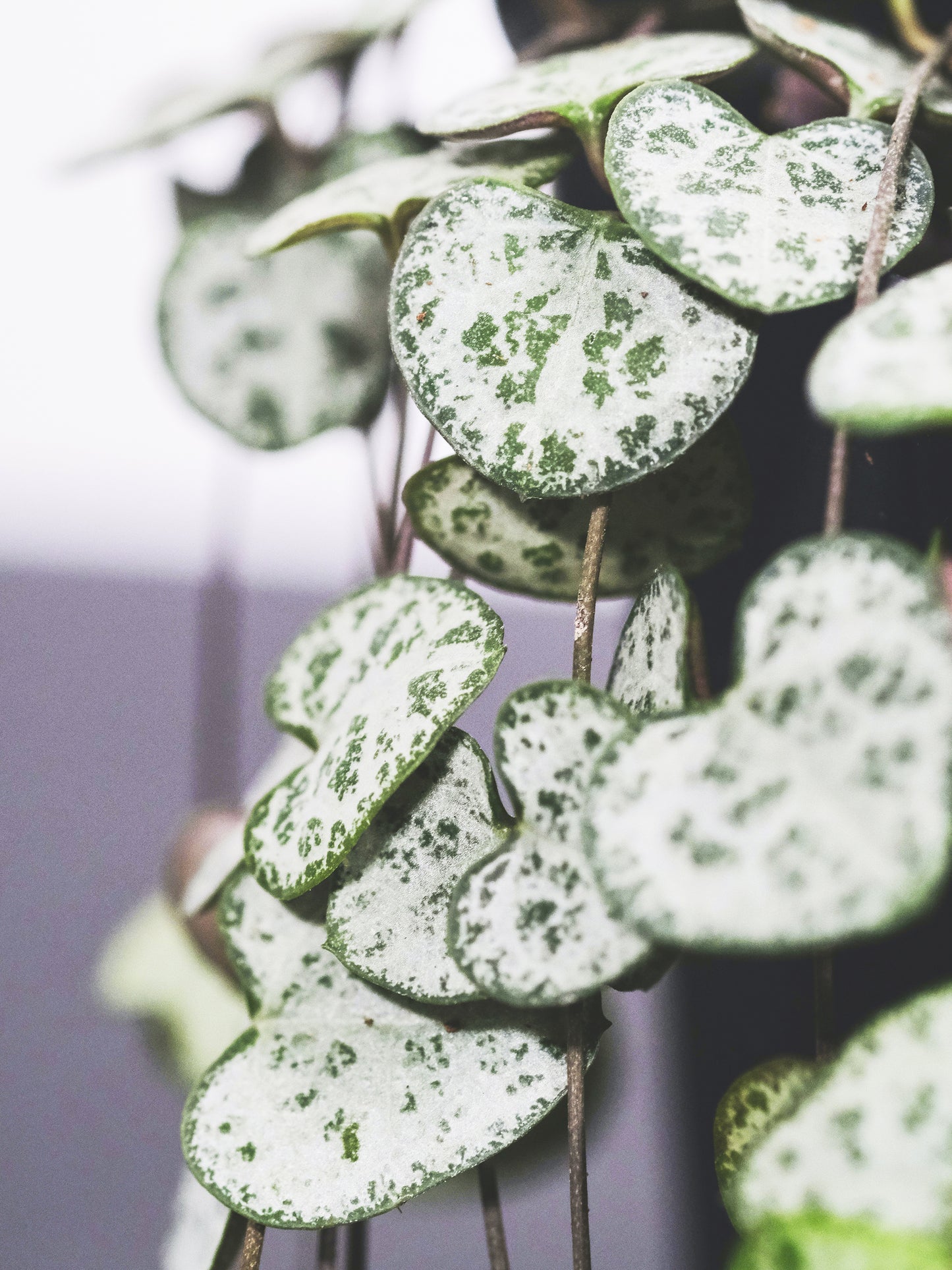 Ceropegia Woodii O Rosario De Corazones