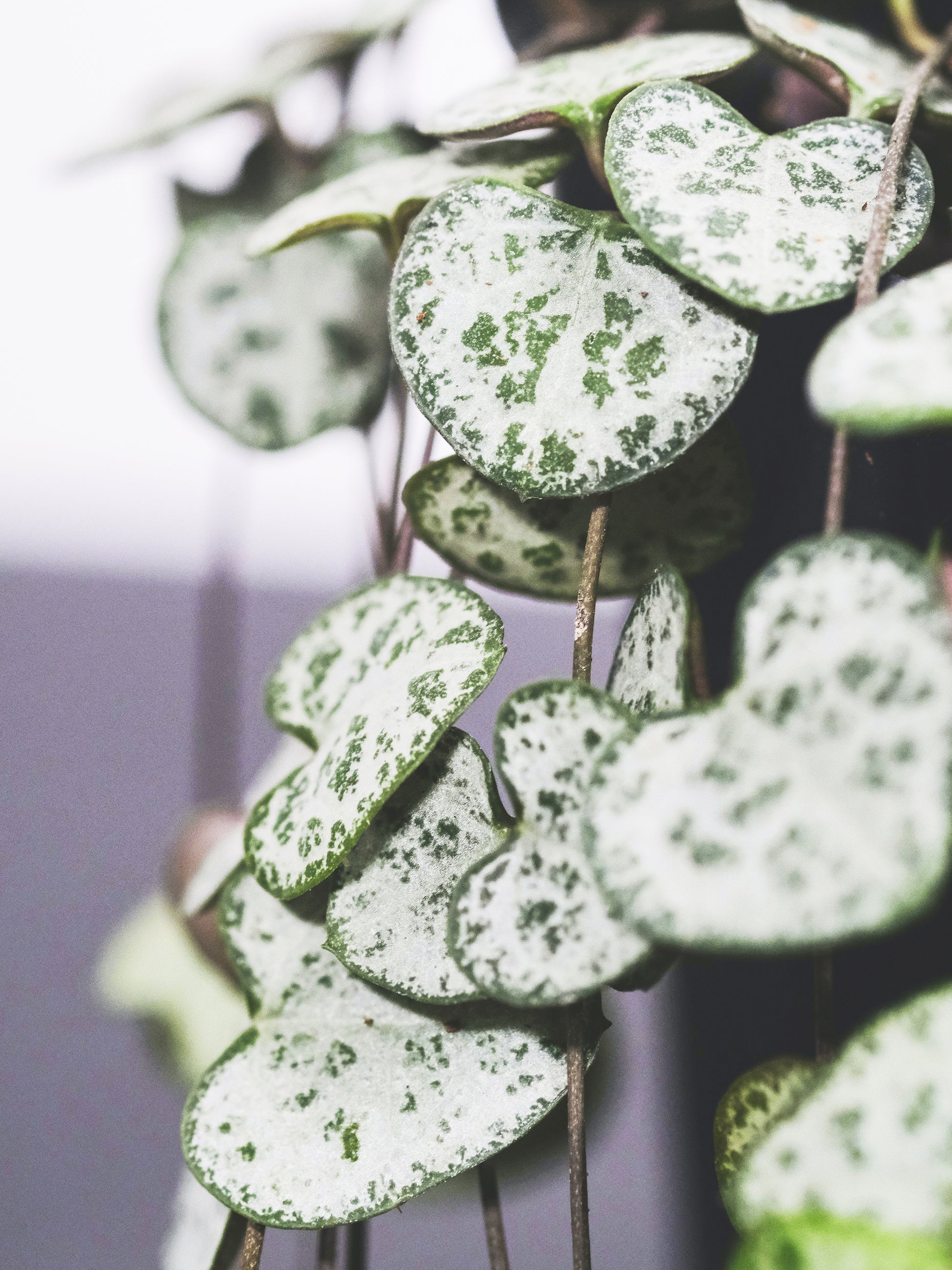 Ceropegia Woodii O Rosario De Corazones