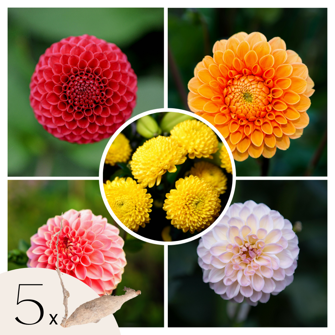 Tubérculos De Dalia - 5 Pzs - Dahlia 'pompon Mix'_0