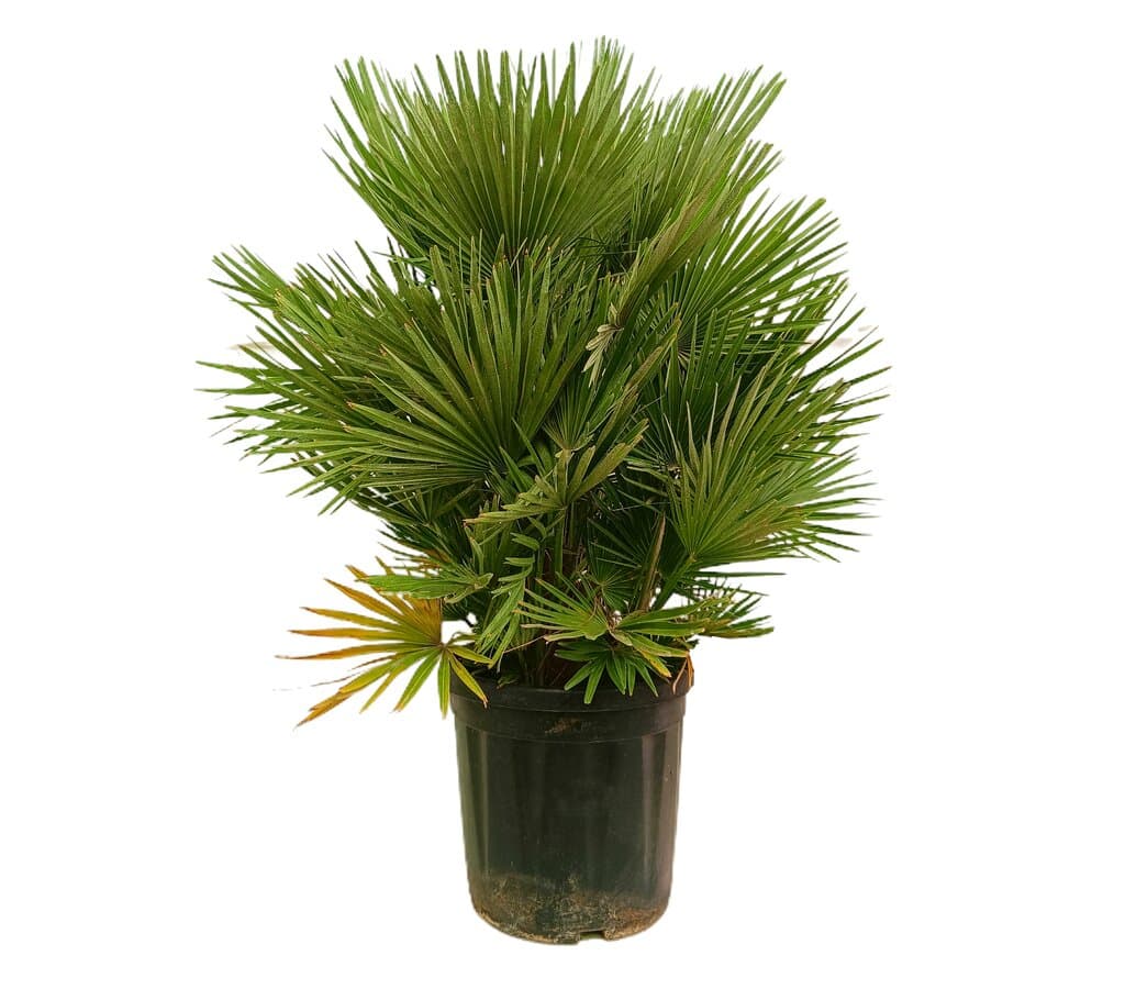 Chamaerops Humilis M36 80-110cm