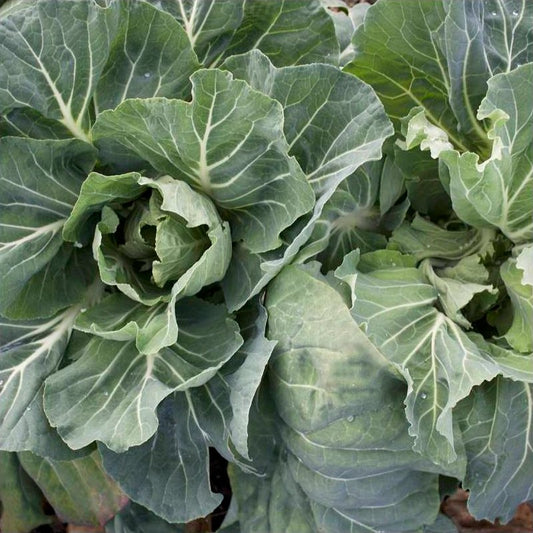 Semillas Col Penca De Chaves Ecológicas_0