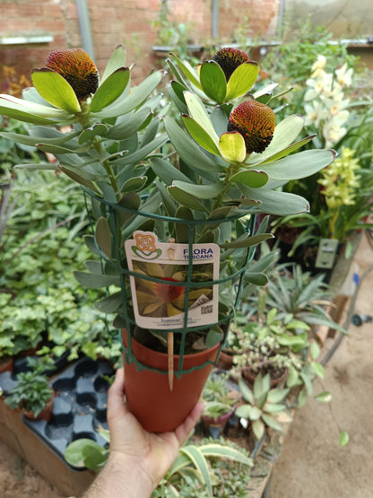 Olivo Ø5 altura 35 cms planta ideal para bonsai o decoración