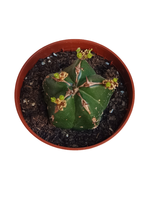 Euphorbia Handiensis Planta Suculenta Ø5_0