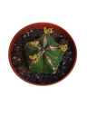 Euphorbia Handiensis Planta Suculenta Ø5