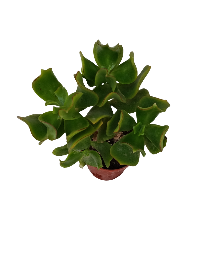 Crassula Undatifolia Verde Planta Suculenta Ø5_0