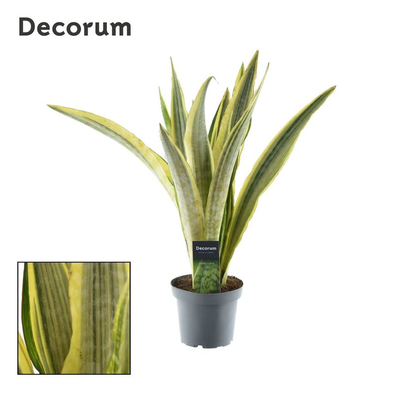 Sansevieria Aubrytiana Lauren Planta Interior_0
