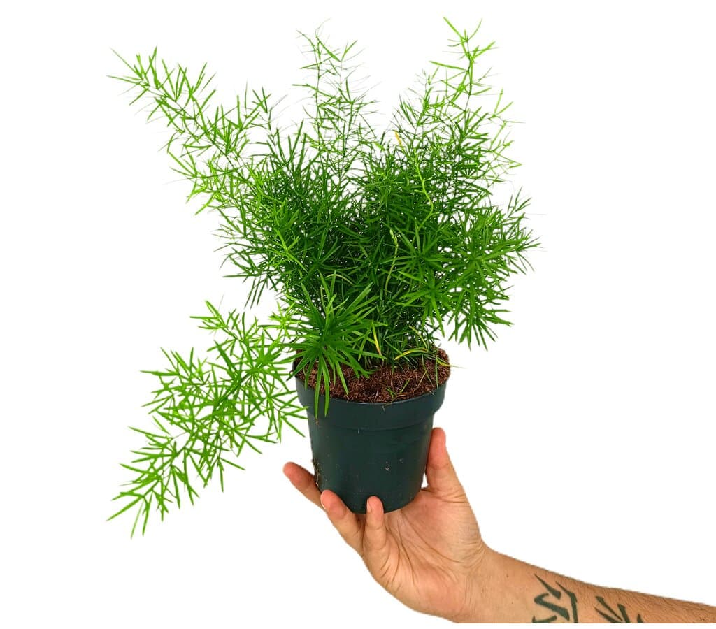 Asparagus Densiflorus Sprengeri M13_0