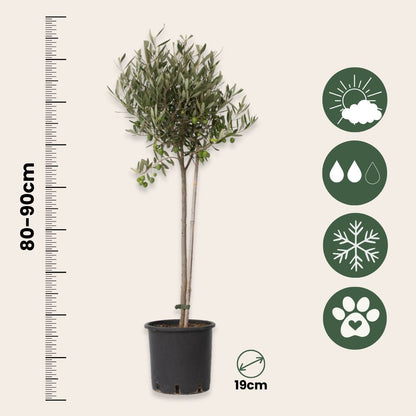 Olivo - 2 Pzs - Olea Europaea - Altura 80-90cm - ⌀19cm_2