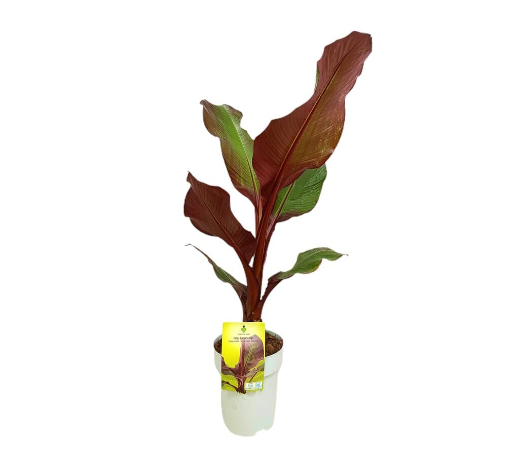 Musa Ensete Maurelli M22 80-100cm (banano Rojo)_1