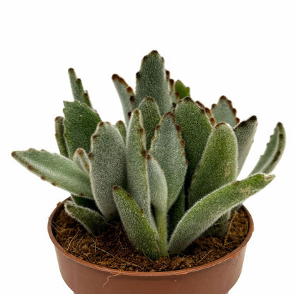 Kalanchoe Tomentosa Cactus Y Suculentas