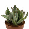 Kalanchoe Tomentosa Cactus Y Suculentas