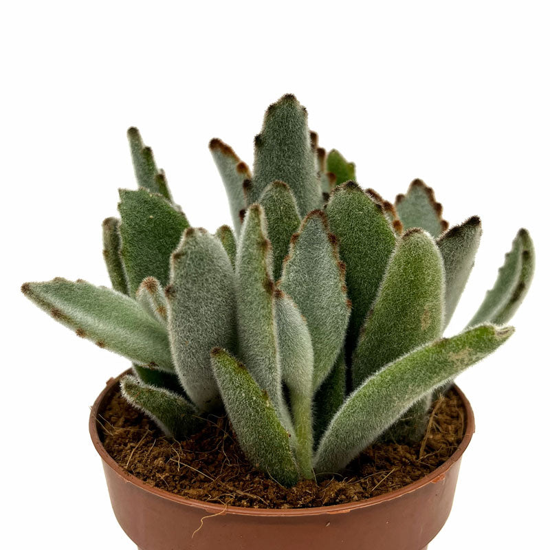 Kalanchoe Tomentosa Cactus Y Suculentas M8,5 cm Ø_0