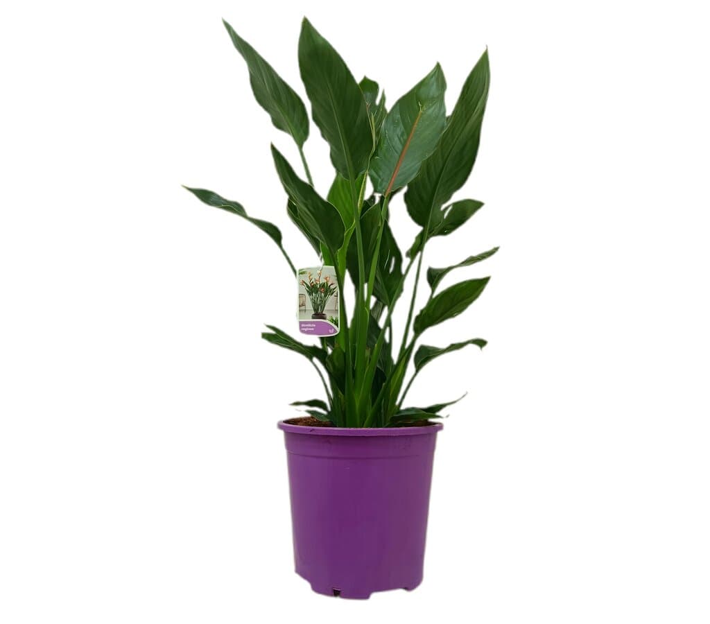 Strelitzia Regina 3p M25 80-90cm_0