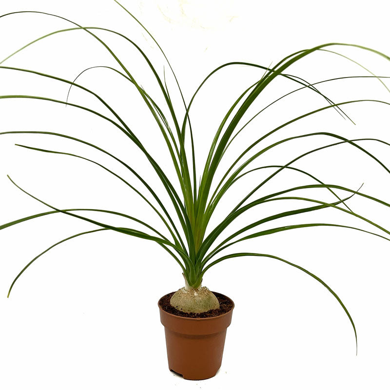 Crassula Capitella 'campfire' Variegata Cactus Y Suculentas