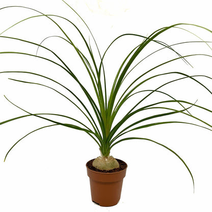 Crassula Capitella 'campfire' Variegata Cactus Y Suculentas