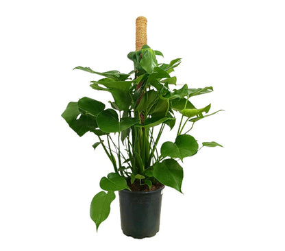 Monstera Deliciosa M22 100cm (costilla De Adán)_0
