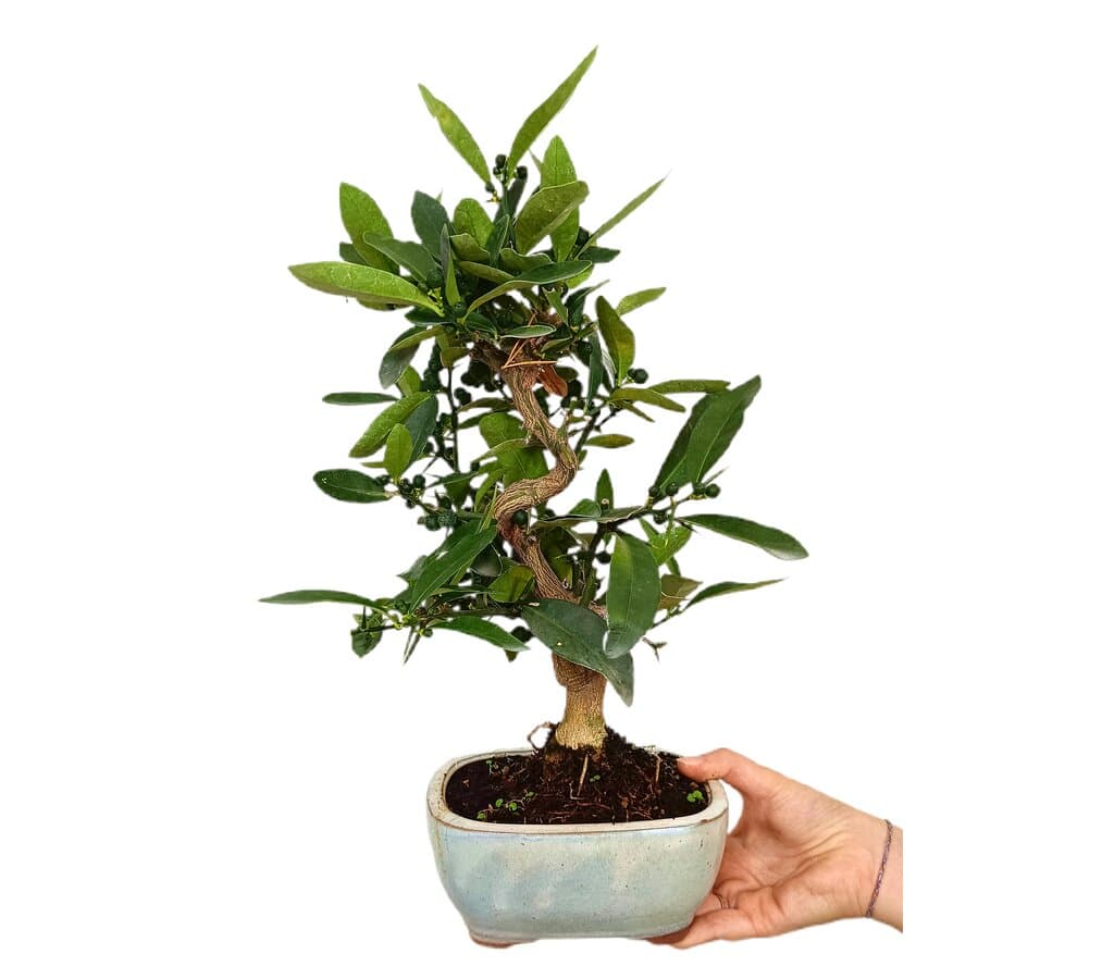 Bonsái Citrus Kinzu 10 Años (naranjo Enano)_1