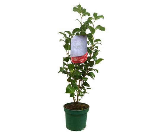 Camelia M22 40-60cm_0
