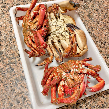 Bandeja Uso Alimentario Con Tapa (15l-9.3x41x55.3cm). Cocinas, Restaurantes, Hostelería, Carnicerías, Colegios, Catering_5