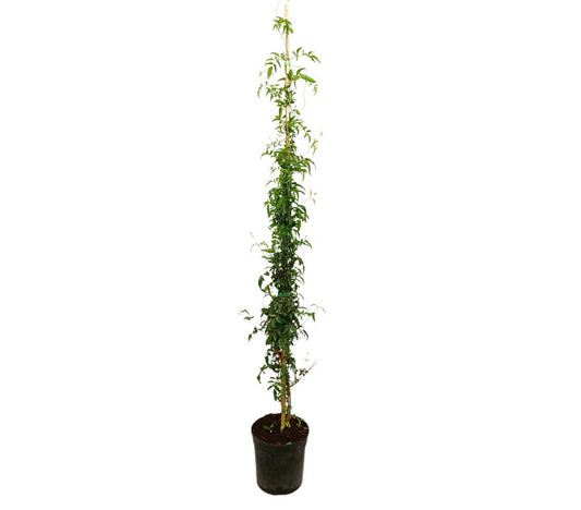 Jasminum Polyanthum M21 150cm_0