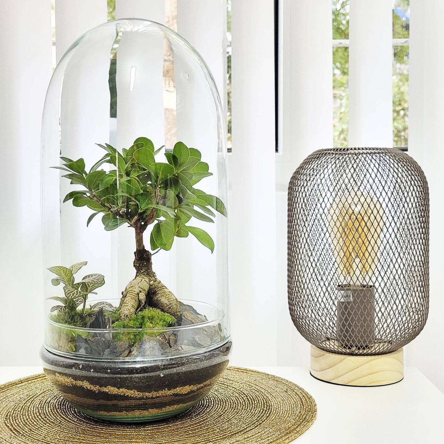 Terrario Madagascar Rain Ficus Ginseng Ø19 x 36 cm