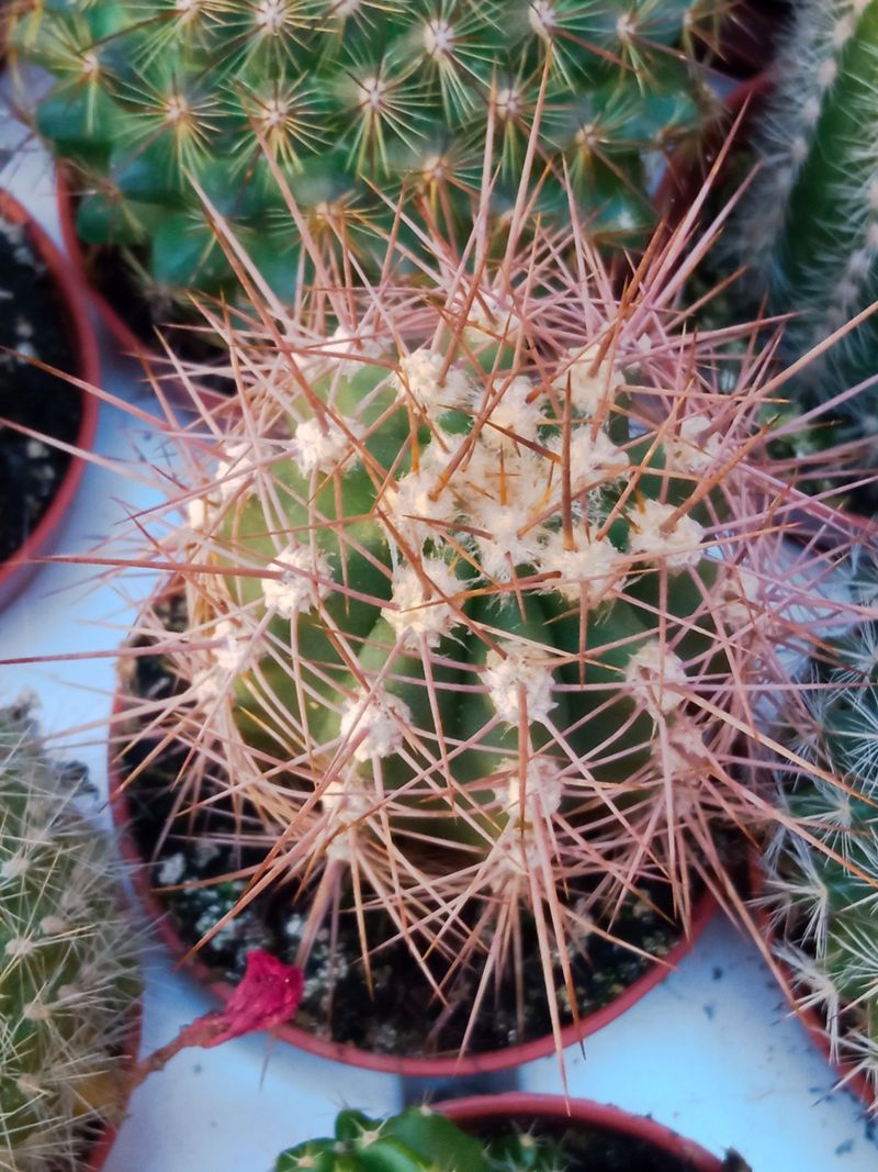 Pachycereus Pringlei Cactus Ø 5 Cm_0