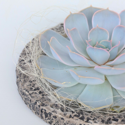 Echeveria Koala Bowl - Echeveria Lilacina - Altura 8cm_1