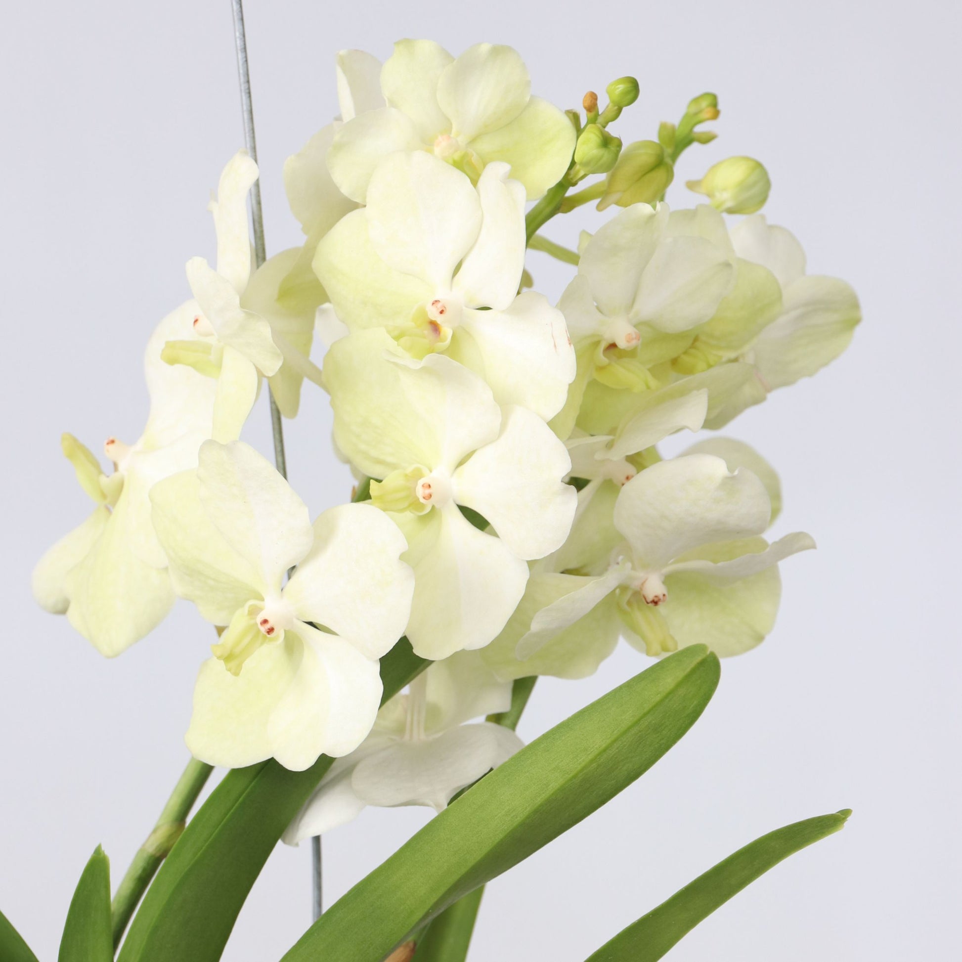 Orquídea Vanda - Vanda 'tayanee White' - Altura 45-55cm