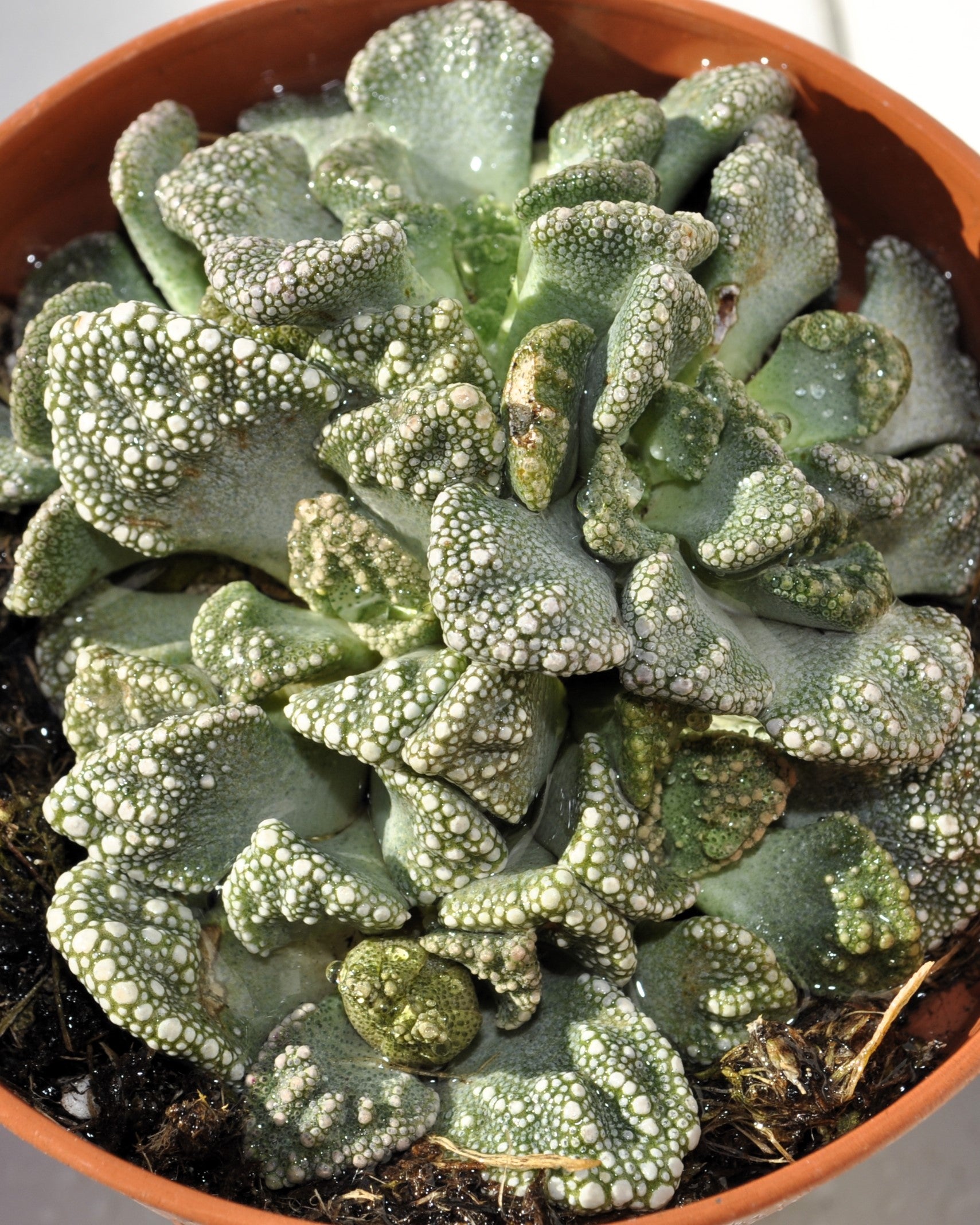 Titanopsis Calcarea M8.5; Hoja De Cemento, Planta Piedra; Curiosarium; Diámetro Maceta 8,5 Cm_0