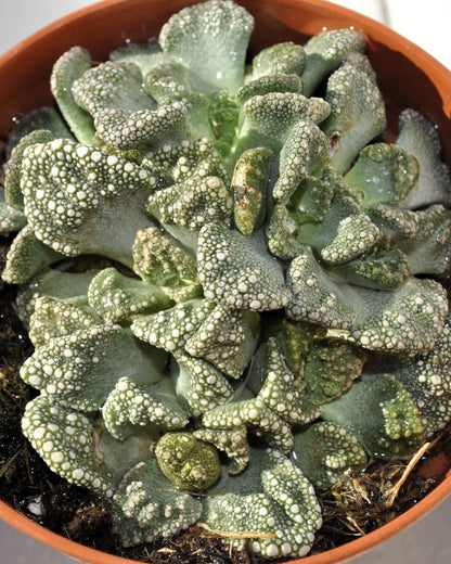 Titanopsis Calcarea M8.5; Hoja De Cemento, Planta Piedra; Curiosarium; Diámetro Maceta 8,5 Cm_0