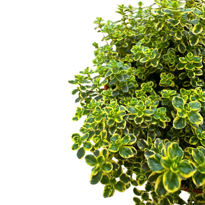 Tomillo Limón Planta Aromática Y Medicinal (thymus Citriodorus)