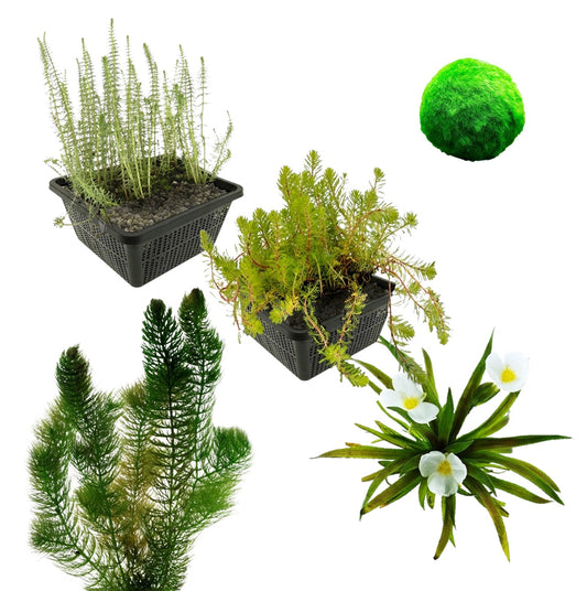 Paquete De Plantas Oxigenantes 500-1250 L - Contra Las Algas_0