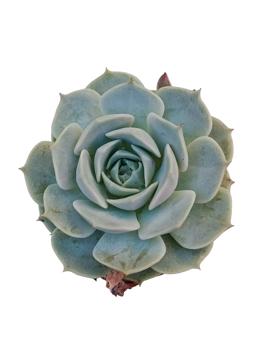 Echeveria Elegans Ø5 Planta Suculenta De Sol_0