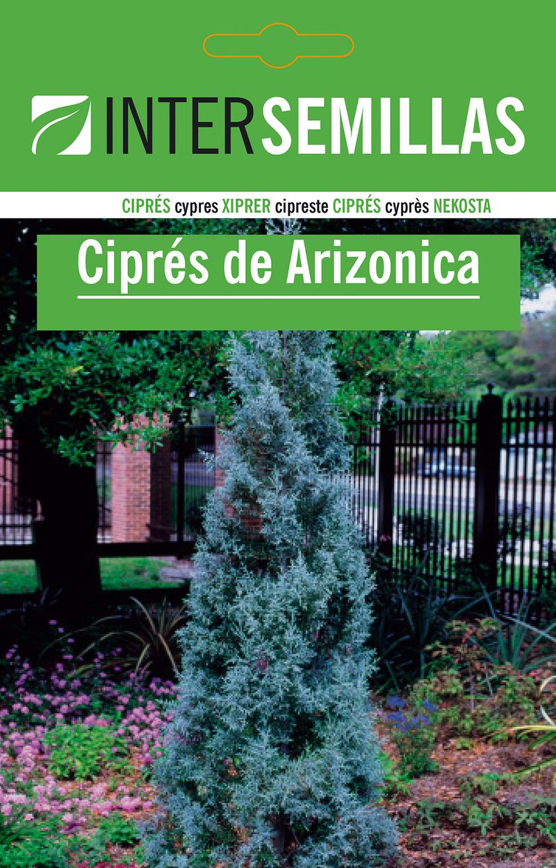 Sobre De Semillas De Cipres Arizonica
