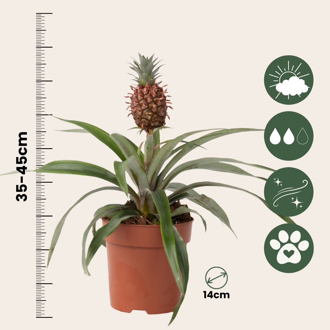Planta De La Piña - Ananas Comosus 'mi Amigo' - Altura 35-45cm - ⌀12cm_2