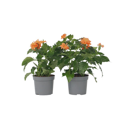 Flor De Fuego - 2 Pzs - Crossandra 'fortuna' - Altura 20-30cm - ⌀13cm_0