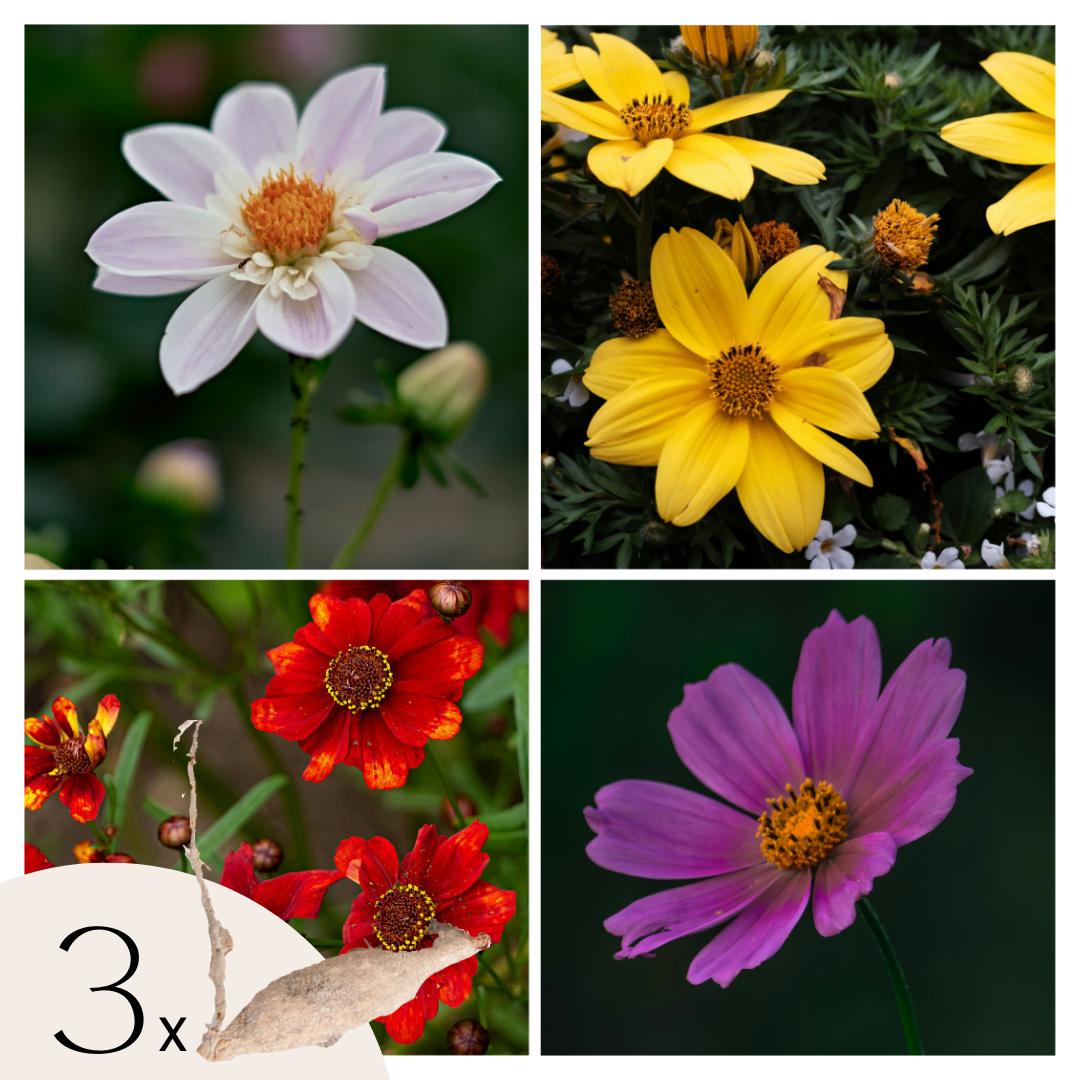 Tubérculos De Dalia - 3 Pzs - Dahlia 'topmix'_0