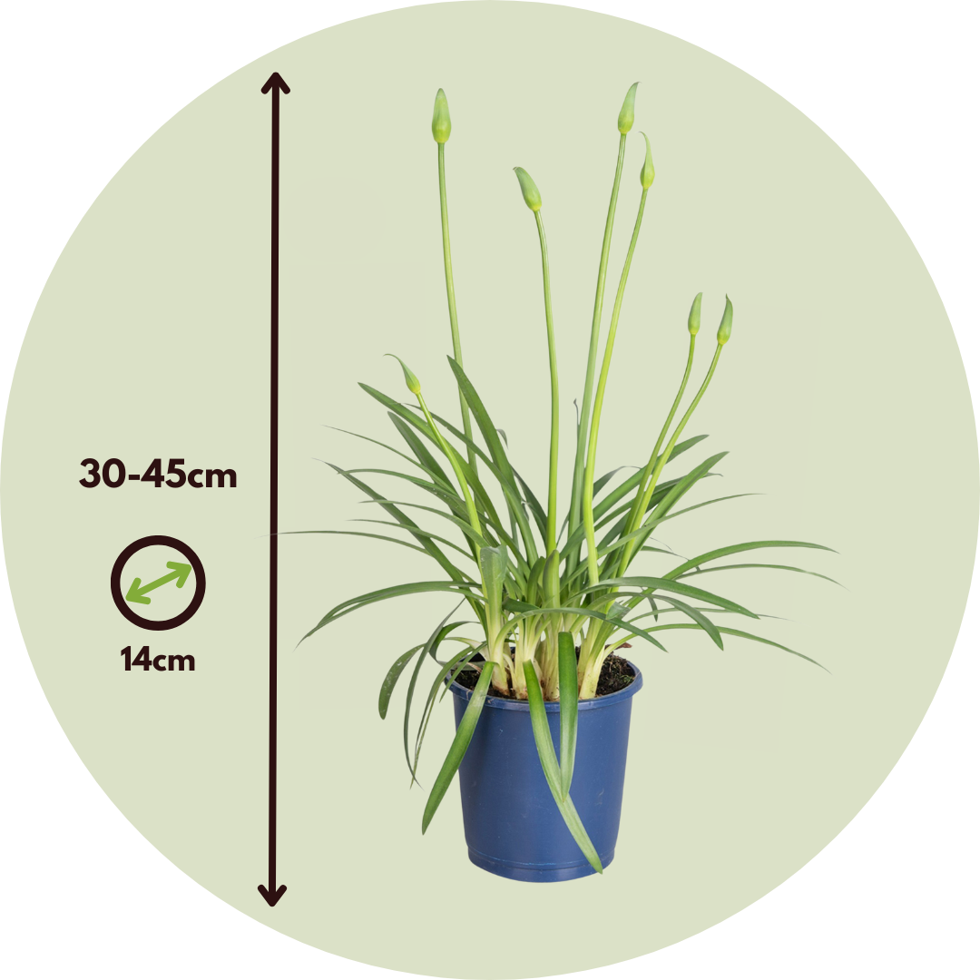Lirio Africano - 2 Pzs - Agapanthus 'superb Blue' - Altura 30-45cm - ⌀14cm_2