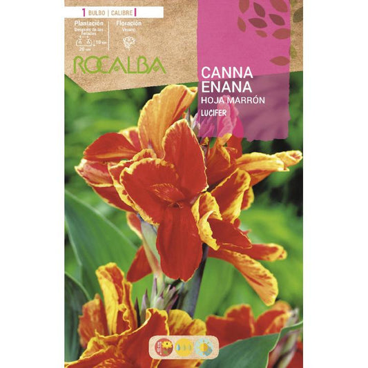 Bulbo Canna Enana Lucifer hoja marrón 1 unidad (I)