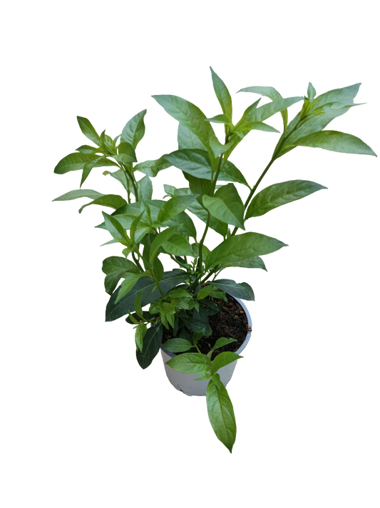 Galan De Noche Cestrum Nocturnum Planta De Olor